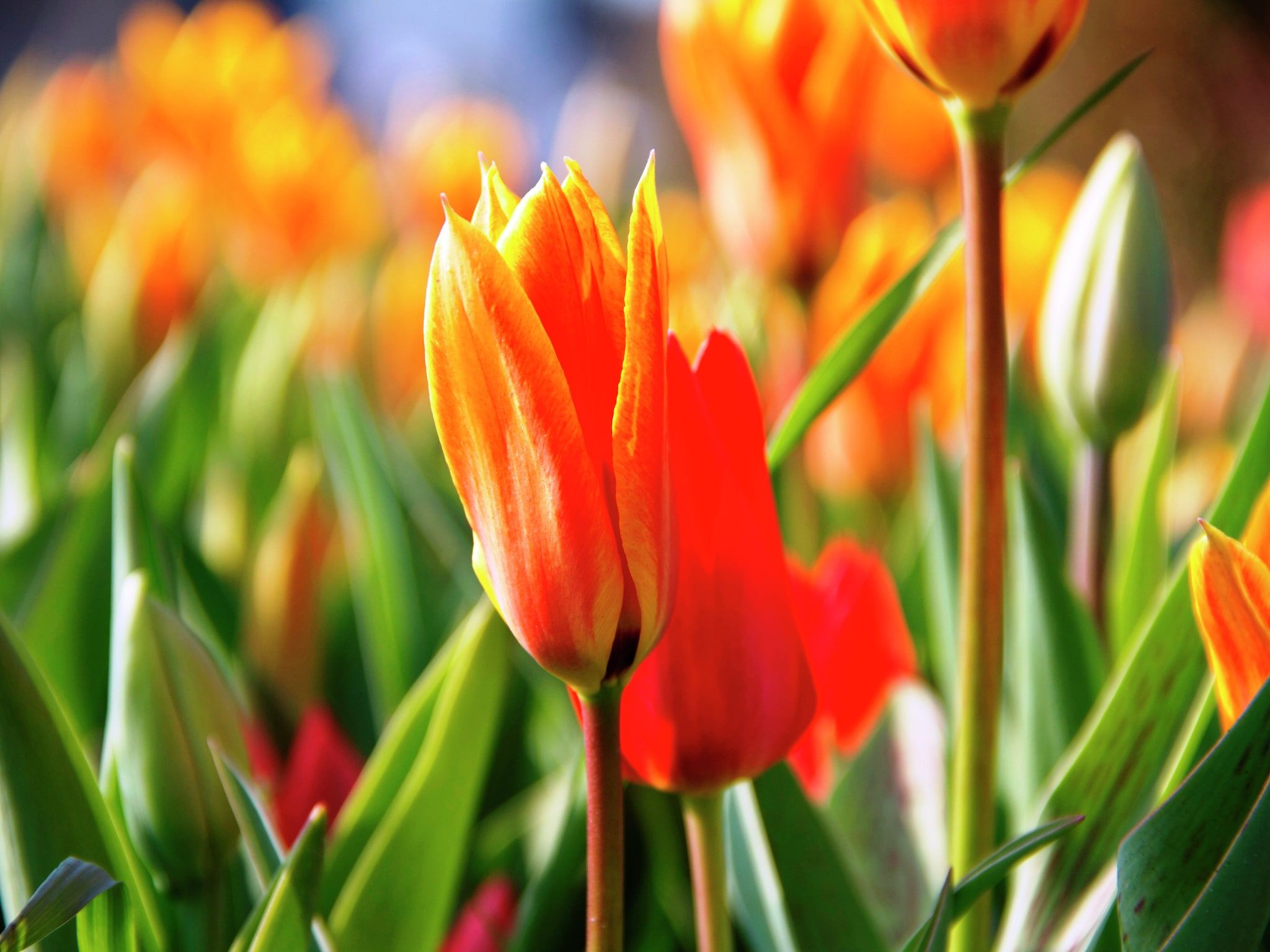 Sfeerbeeld van Bungalowpark de Gouden Spar 5 in Noordwijk