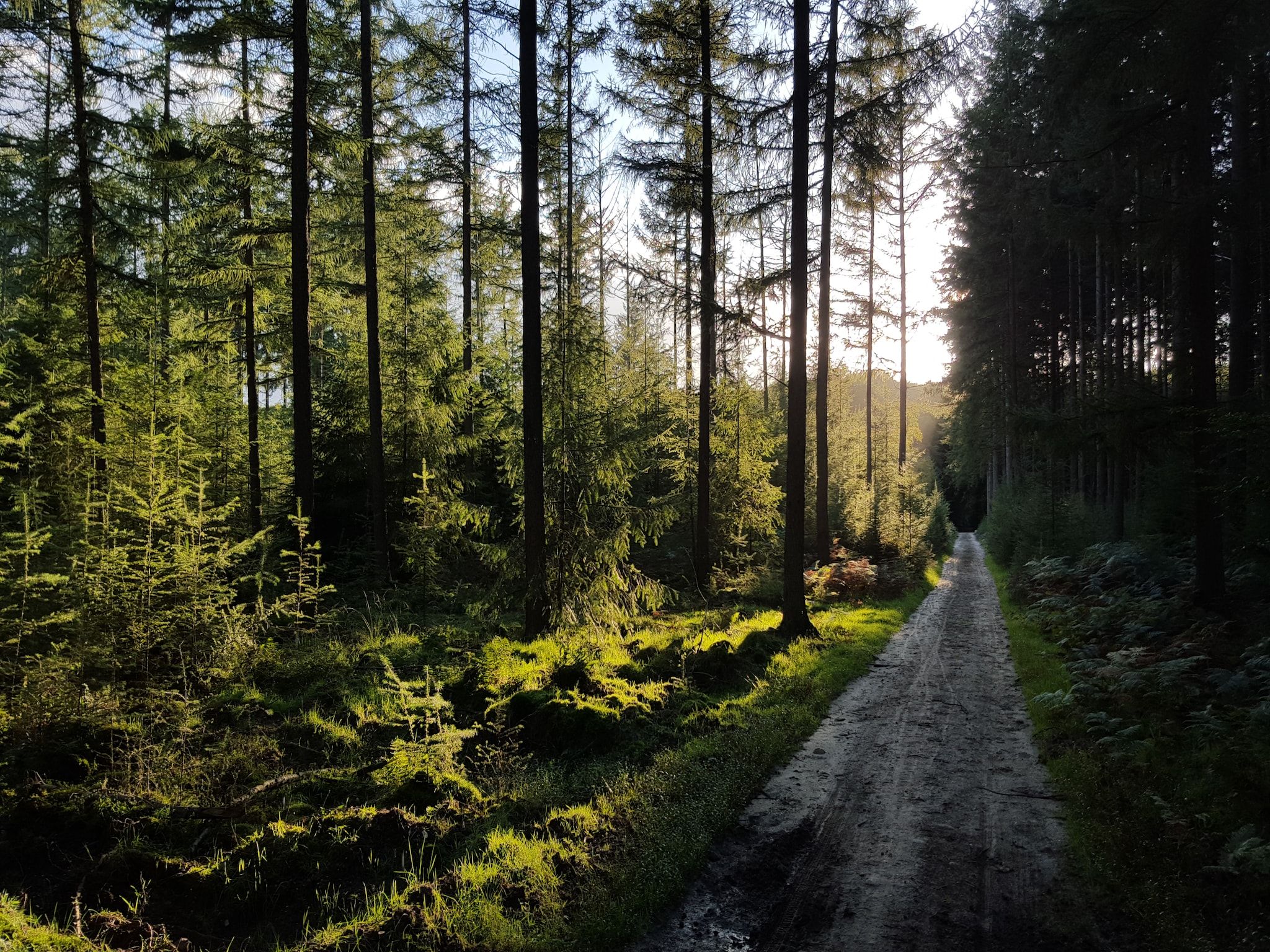 Recreatiepark de Boshoek 12 in Voorthuizen - Foto 39 van 40