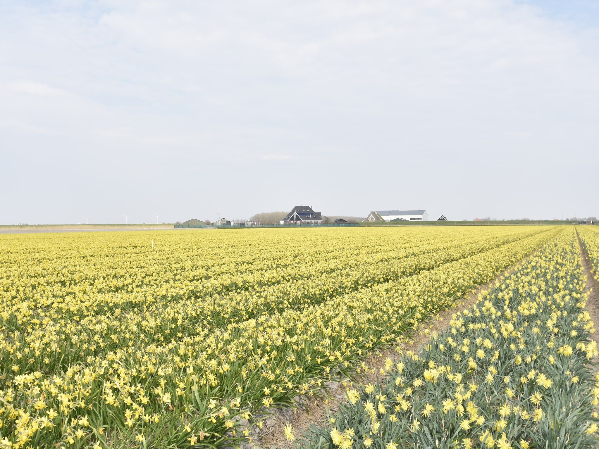 Het uitzicht vanaf Hazenborgh - Strandhuys in Callantsoog