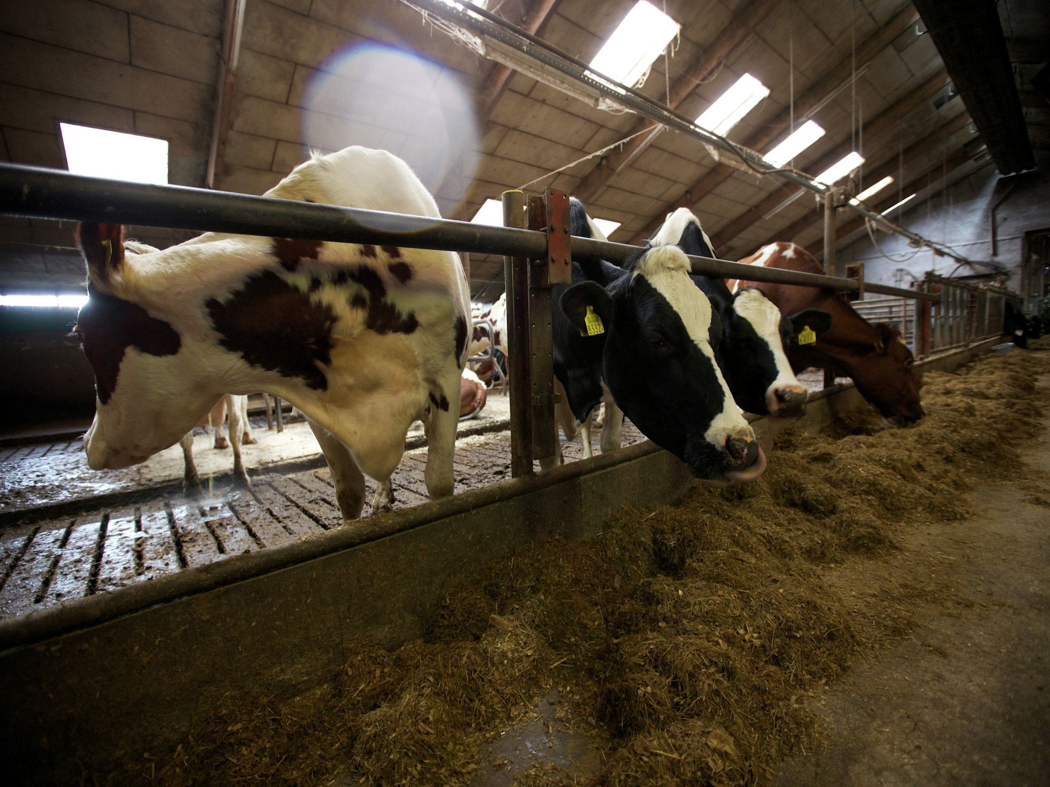 Voorzieningen bij Koe in de Kost 3 in Heeten