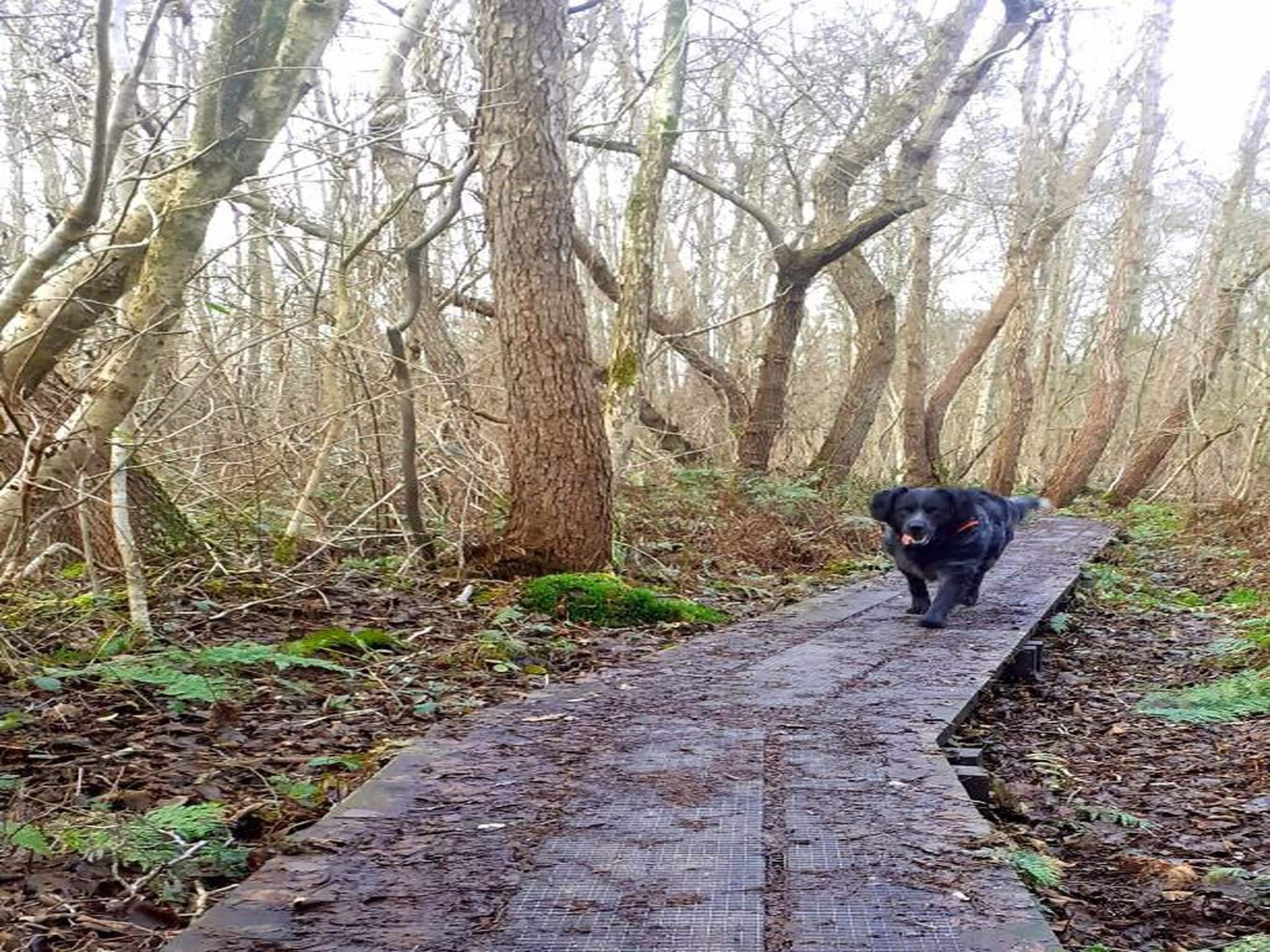Waterstaete Ossenzijl 2 in Ossenzijl - Foto 32 van 40
