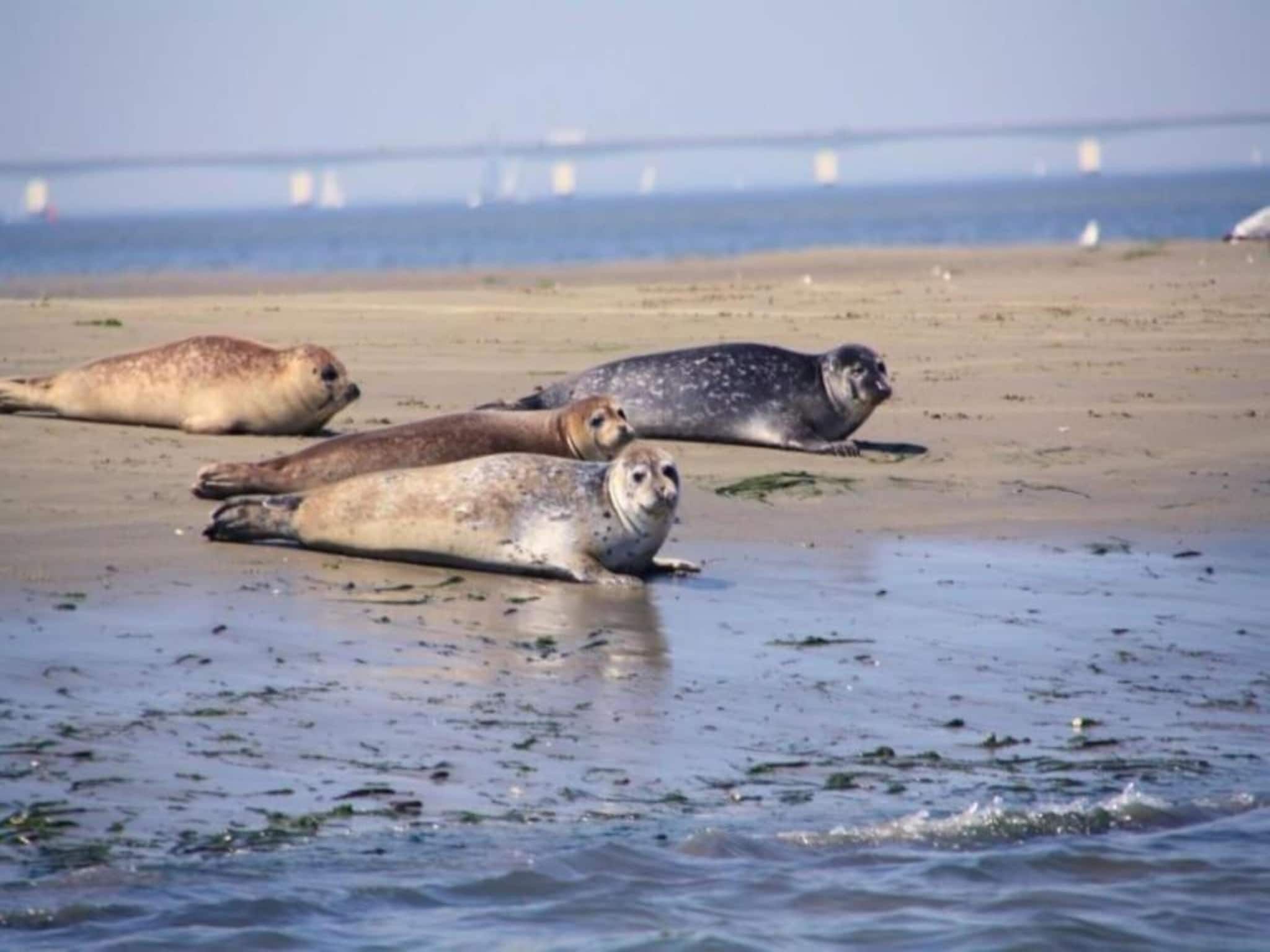 Resort Waterrijk Oesterdam 11 in Tholen - Foto 21 van 40