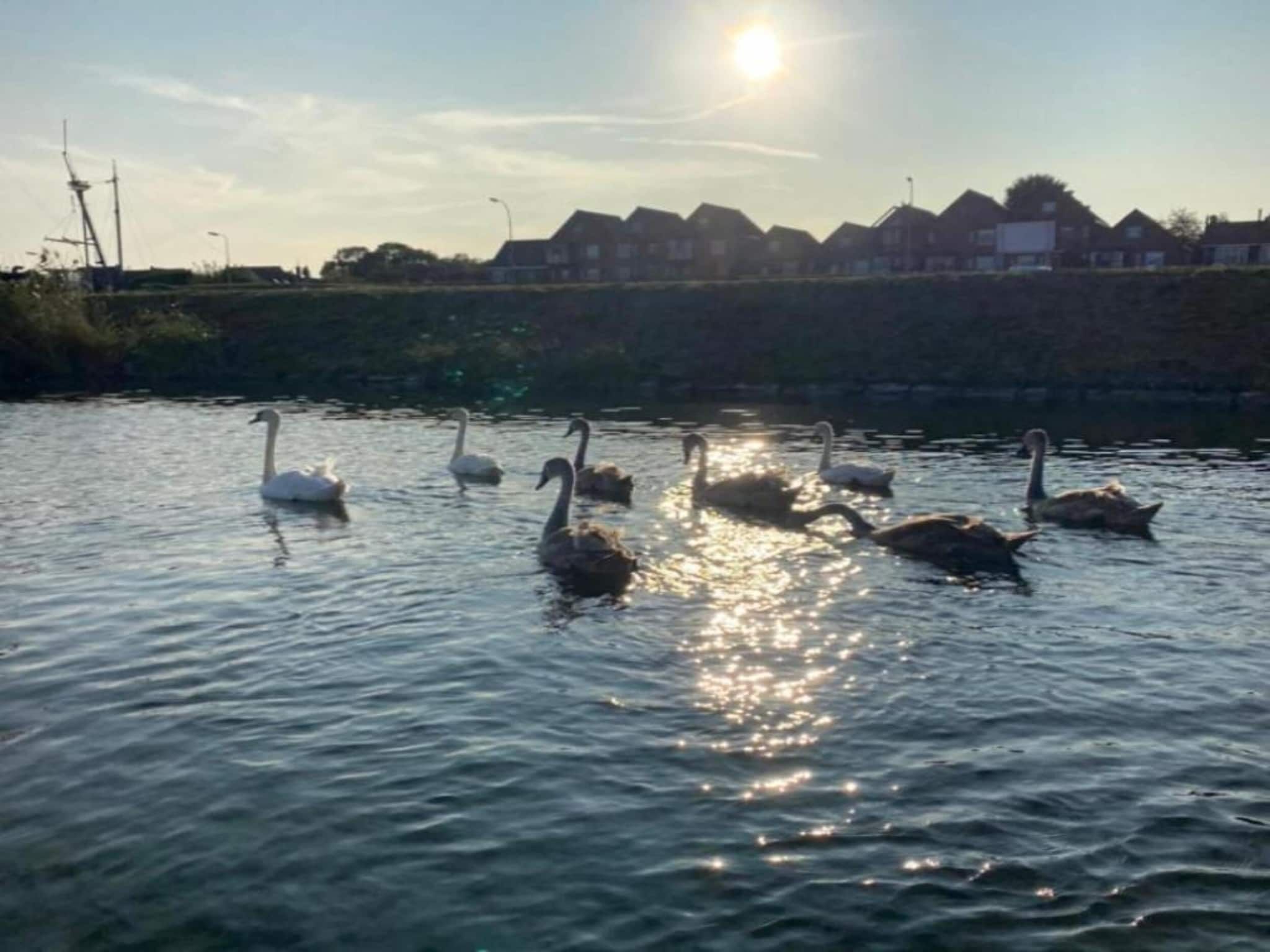 Resort Waterrijk Oesterdam 15 in Tholen - Foto 27 van 40