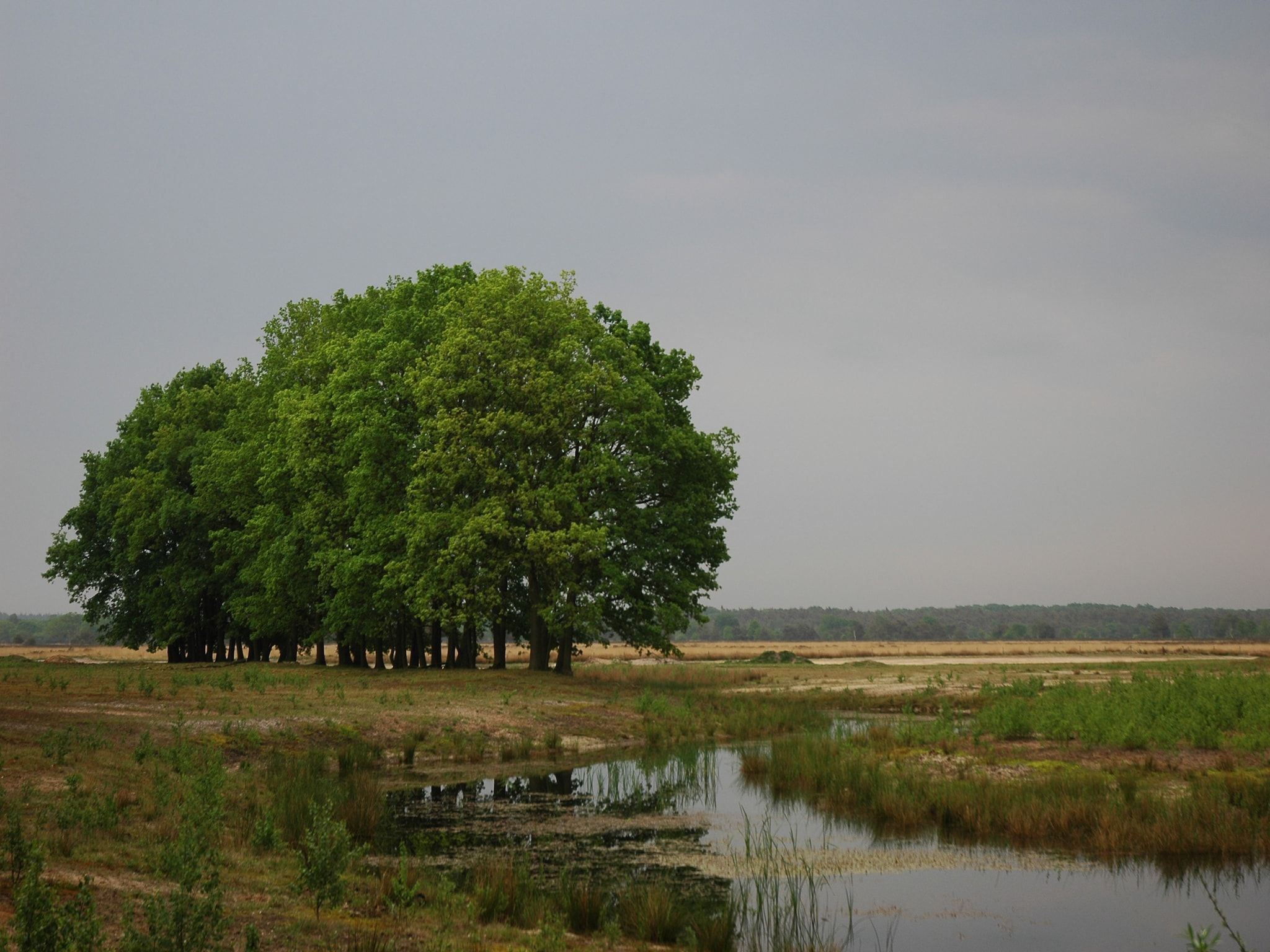De omgeving van Landgoed De IJsvogel 9 in Voorthuizen