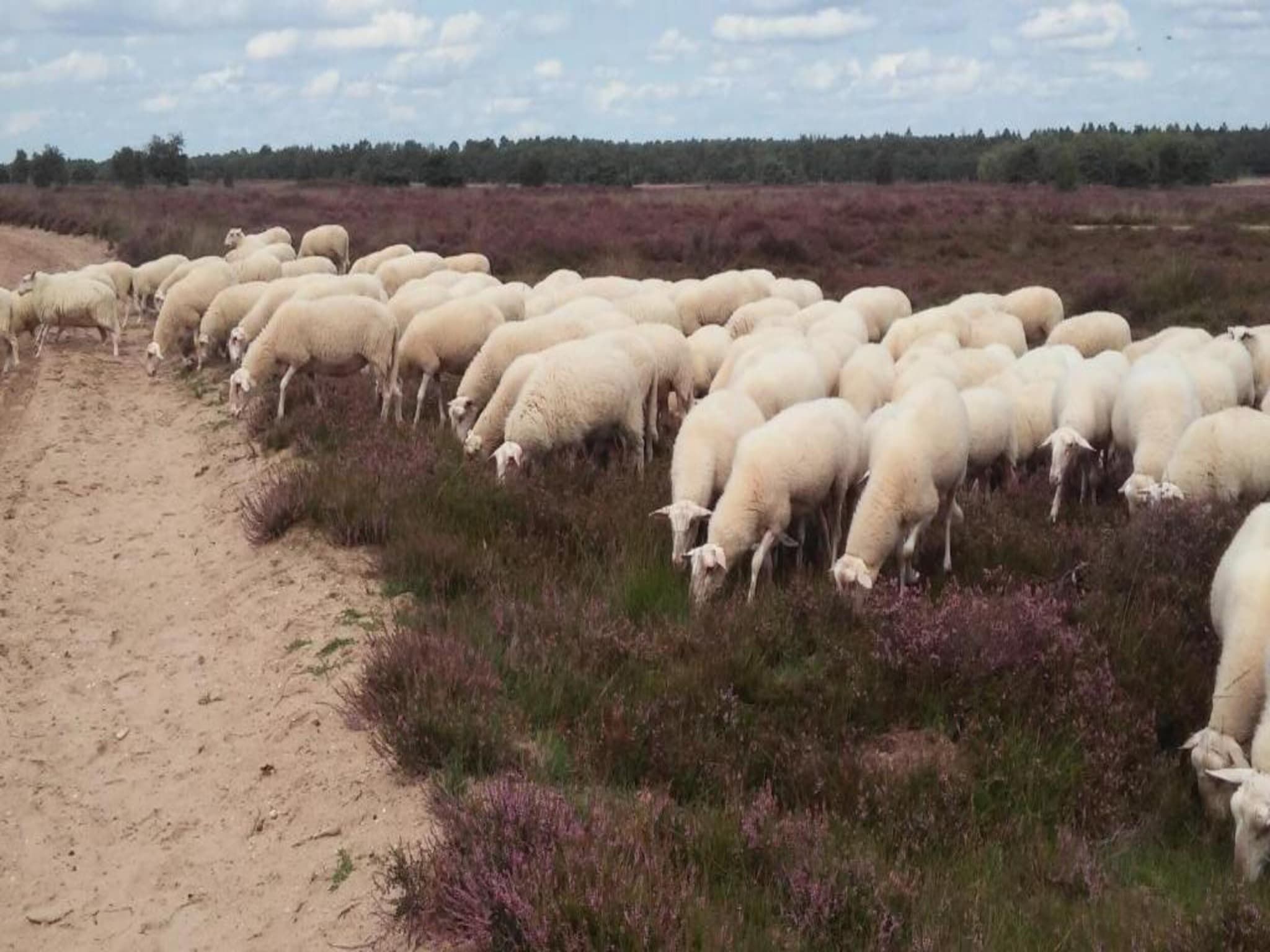 Landgoed De IJsvogel 10 in Voorthuizen - Foto 32 van 35