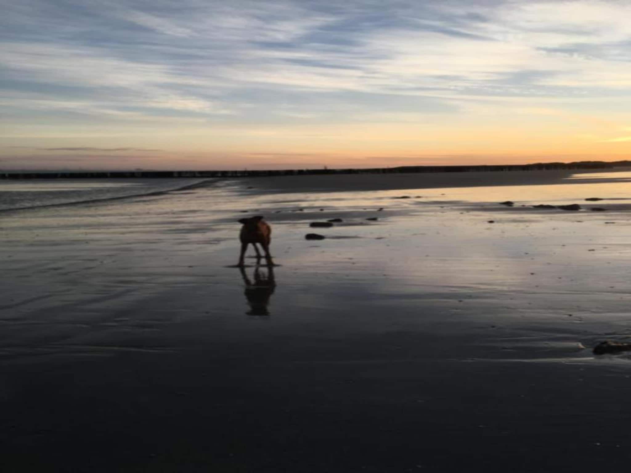 Krokus 18 in Breskens - Foto 29 van 39