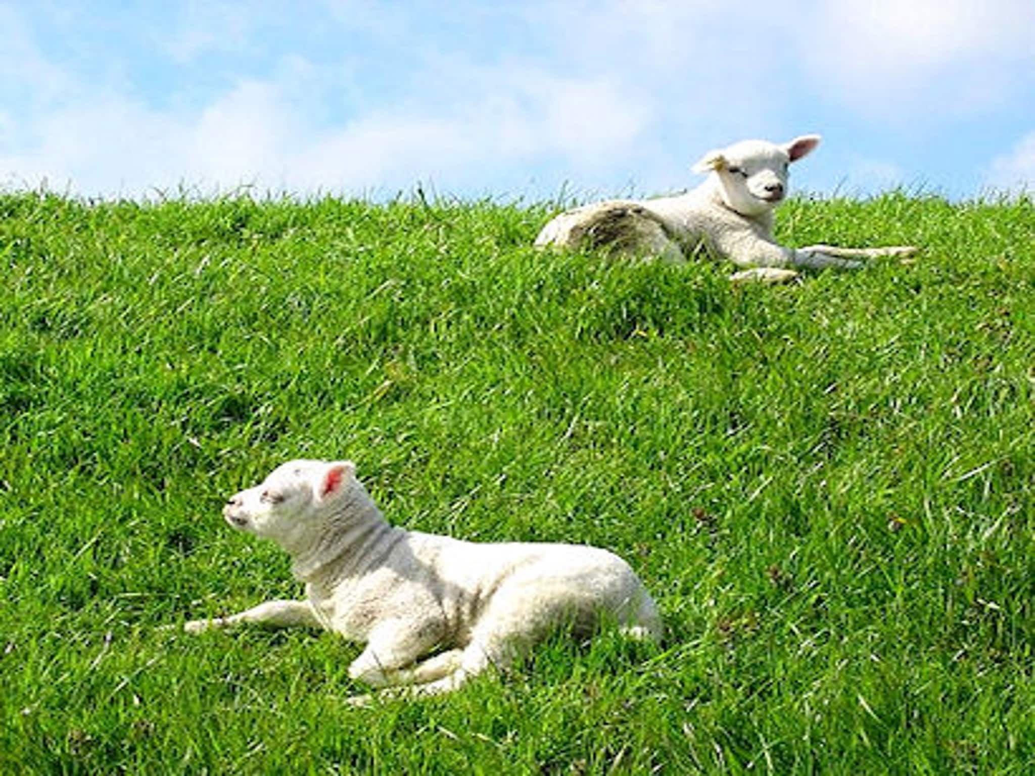 De omgeving van So What 21 in De Koog Texel
