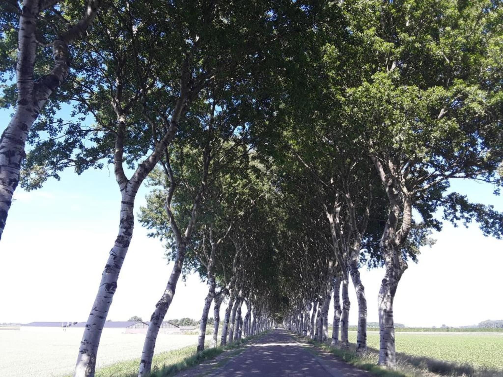 Oostkapelseweg 32 -Ooievaar in Serooskerke - Foto 33 van 40