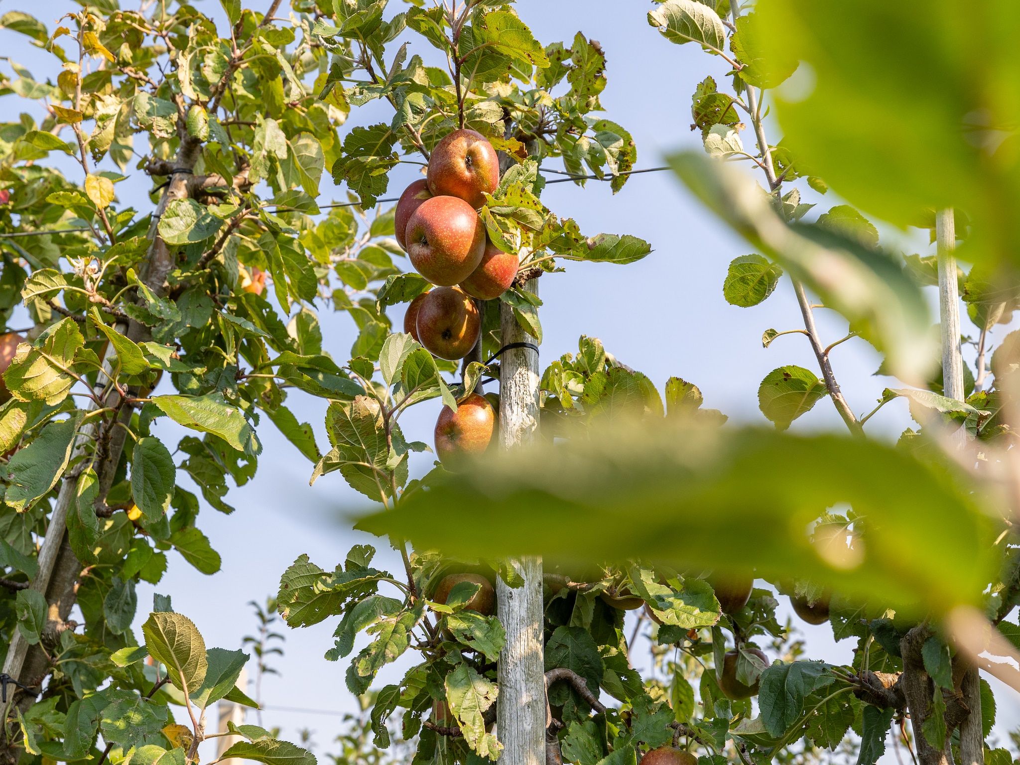 Sfeerbeeld van Vroondijk 2-Zeebloesempje in Vrouwenpolder