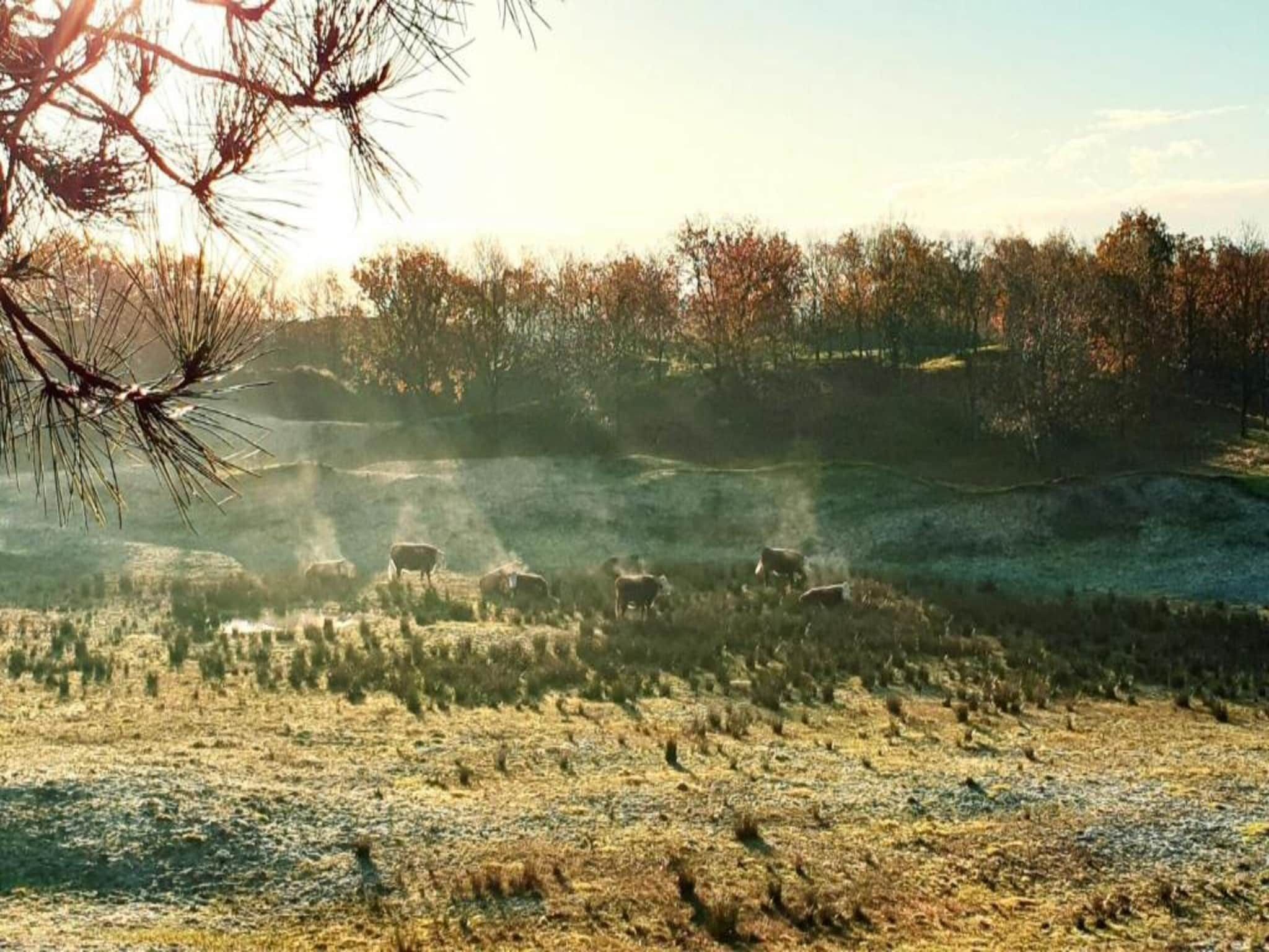 Buitenhof Domburg  15 in Domburg - Foto 23 van 33