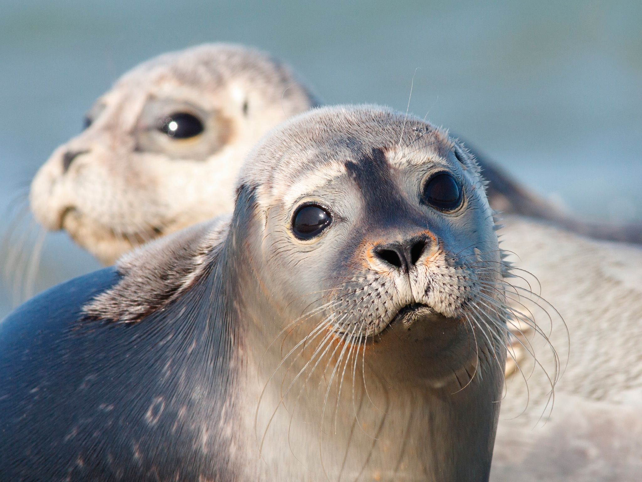 De omgeving van Vakantiepark Emslandermeer 13 in Vlagtwedde