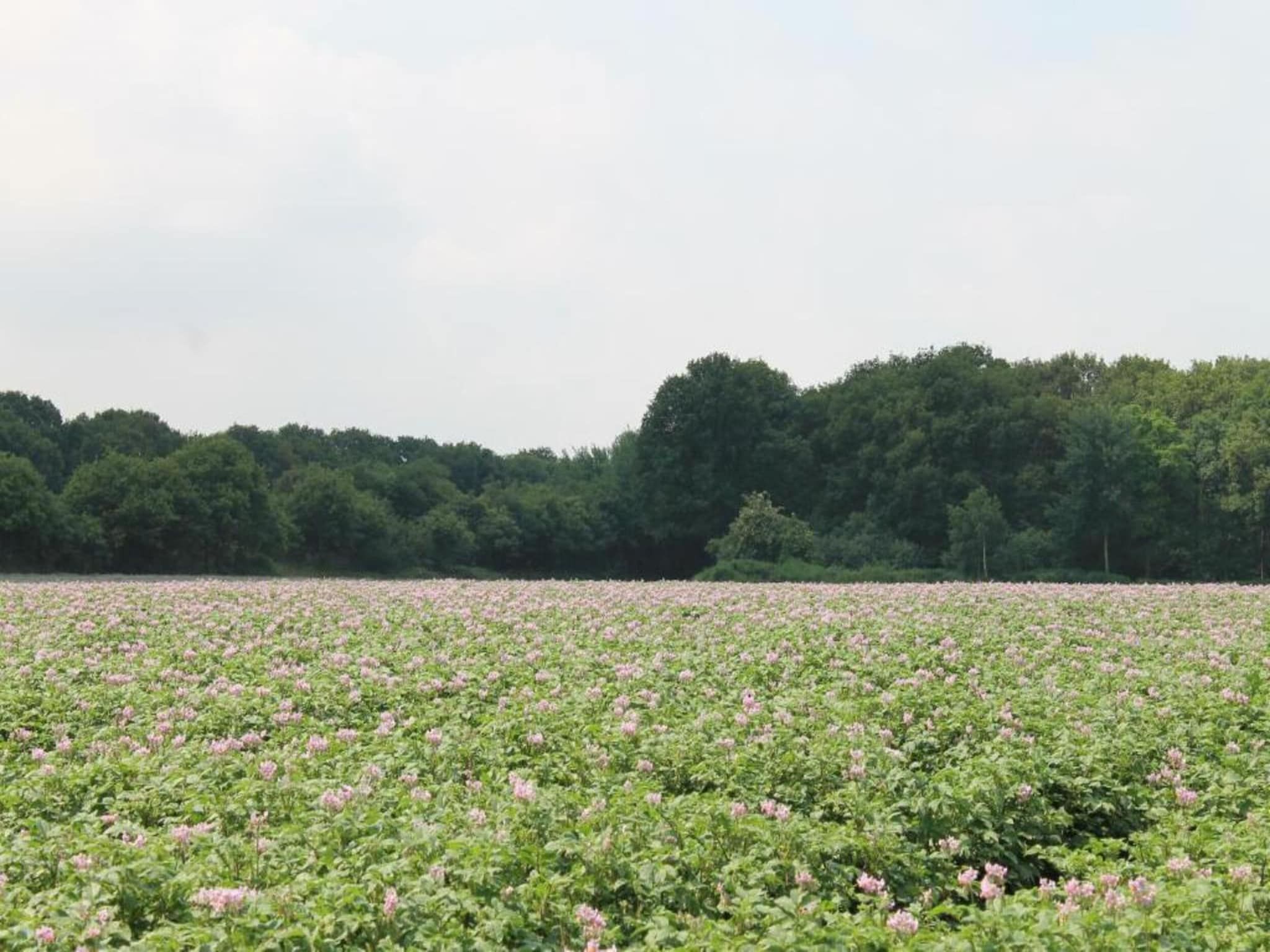 De omgeving van Vakantiepark de Katjeskelder 17 in Oosterhout
