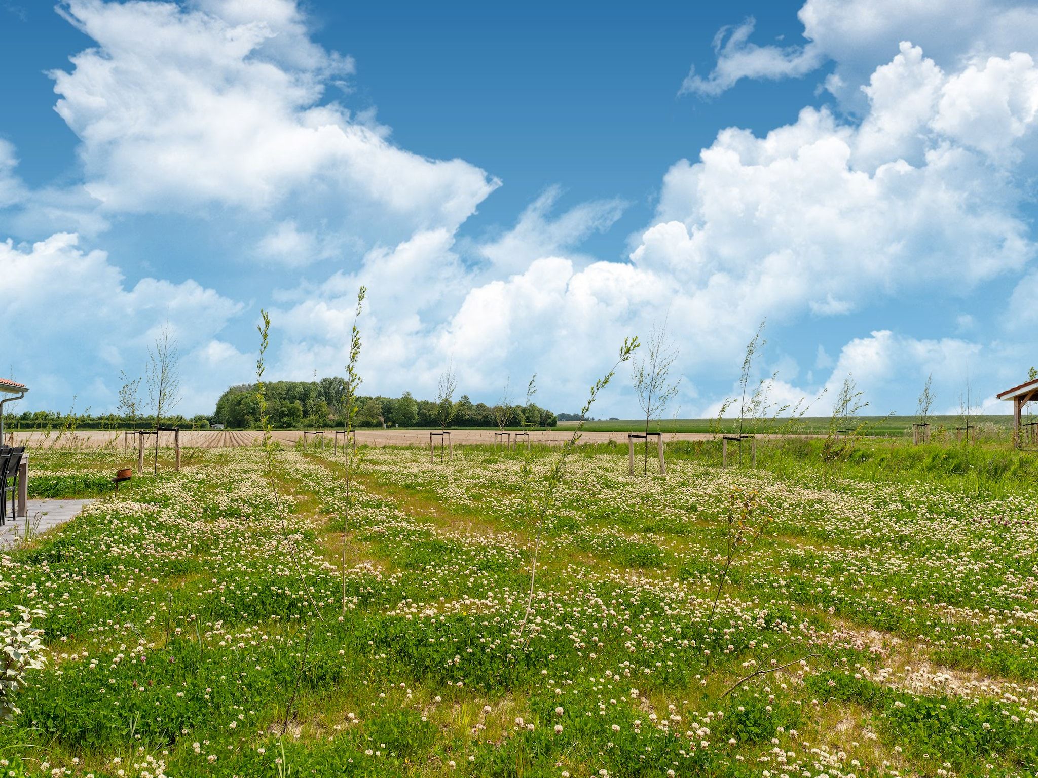 De omgeving van De Scholekster Huis Nr 14 in Scherpenisse