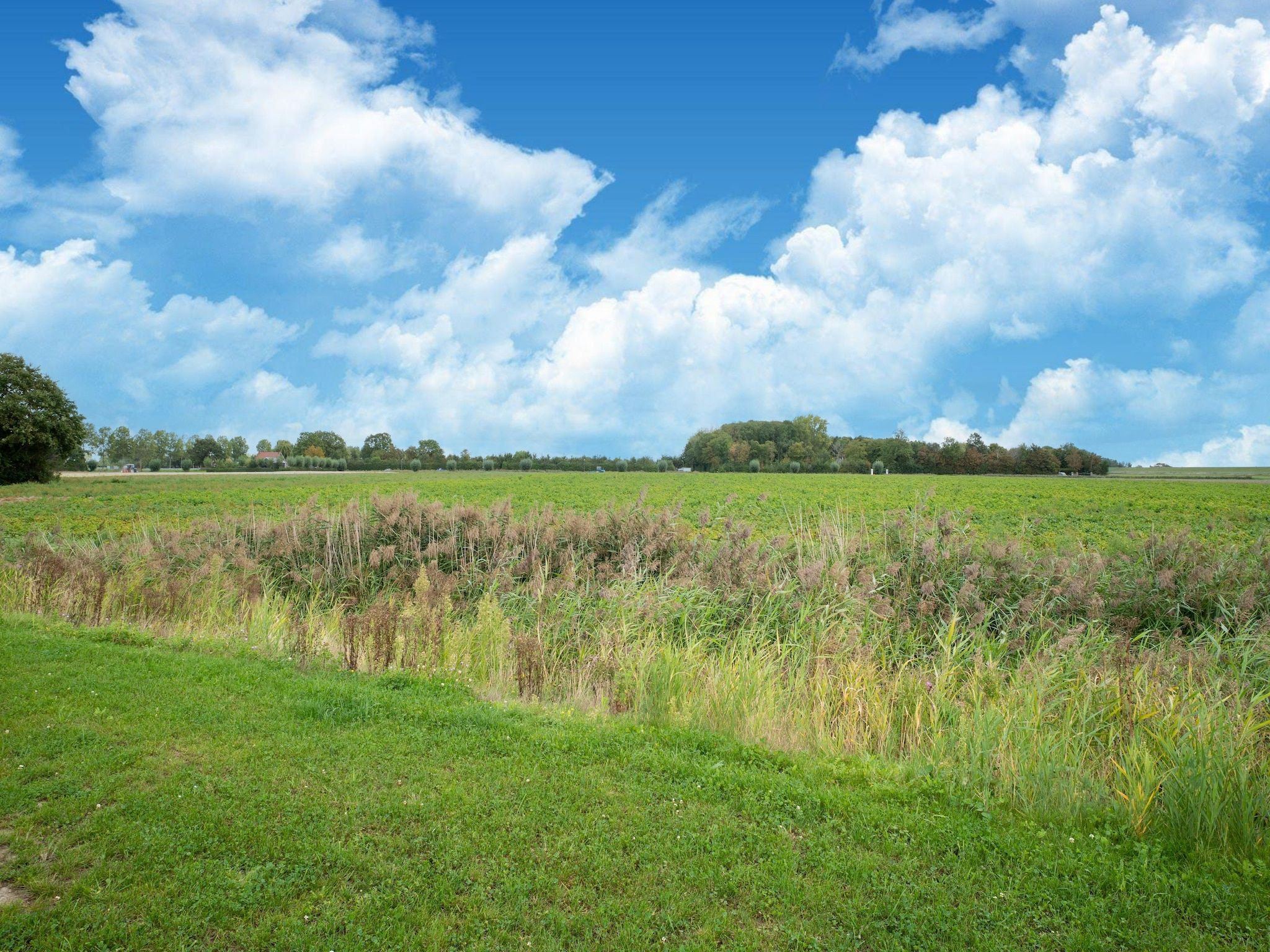 De omgeving van De Kluut Huis Nr 12 in Scherpenisse