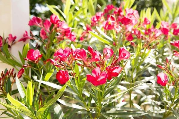 Vakantiepark Weerterbergen 13 in Weert - Foto 40 van 40