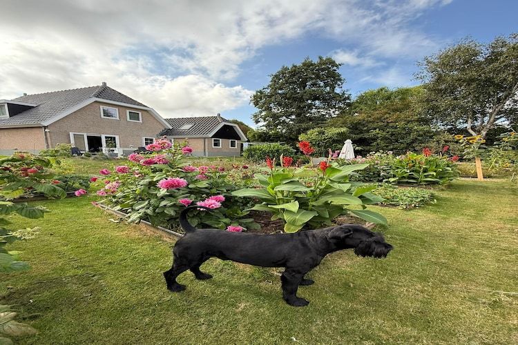 De tuin van Fancy in Groet