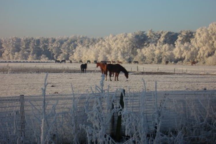 Het uitzicht vanaf Dorpswoning De Plek in Leende
